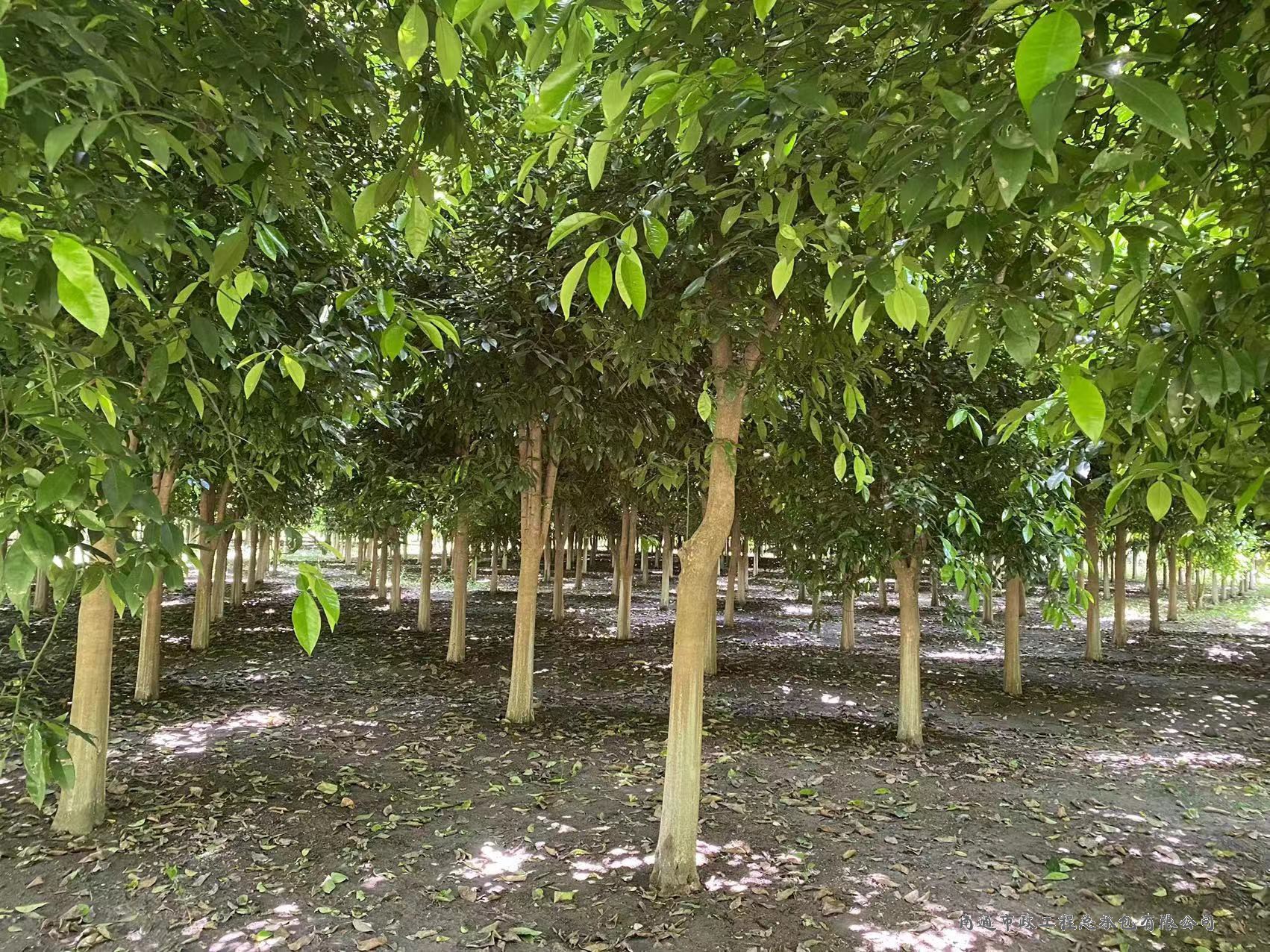 香櫞樹（直徑約8至12厘米，約3000棵）
